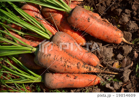 harvest carrots 2 harvest carrots 2 19854609