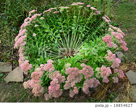 bush flower stonecrop 19854627