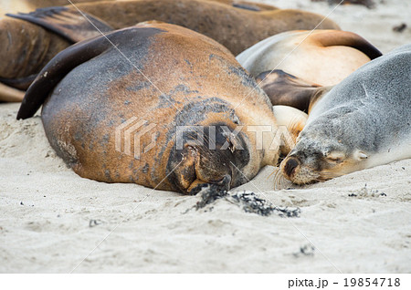 australian sea lion relaxing on the beach 19854718