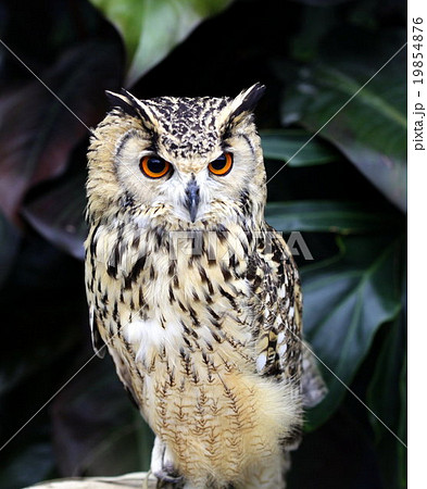 ふくろう 梟 するどい視線 ふくろう 梟 するどい視線 19854876