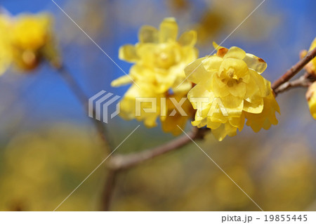 ロウバイ ロウバイ 19855445