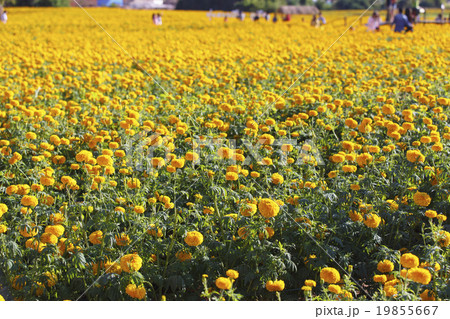 タイ国ルーイ県プールアのマリーゴールド畑 19855667