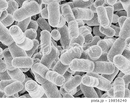 乳酸菌CG 乳酸菌CG 19856240