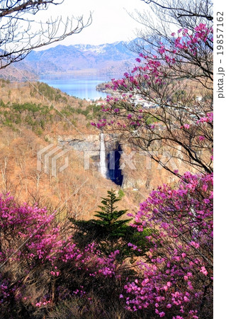 アカヤシオツツジ咲く奥日光・華厳の滝 19857162