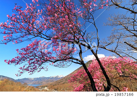 明智平のアカヤシオツツジと日光白根山・男体山の眺め 19857166