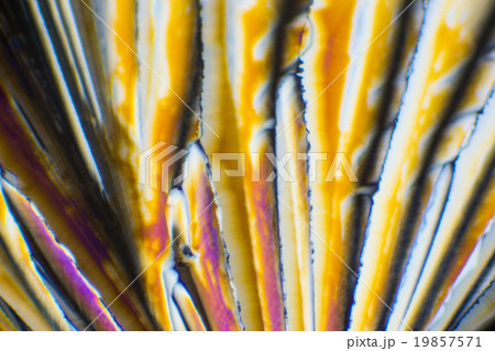 クエン酸の結晶の顕微鏡写真 19857571