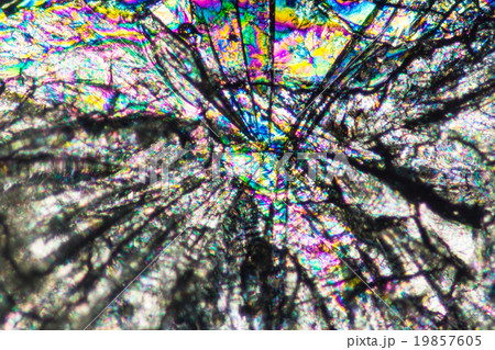 クエン酸の結晶の顕微鏡写真 19857605