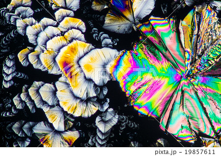 クエン酸の結晶の顕微鏡写真 クエン酸の結晶の顕微鏡写真 19857611