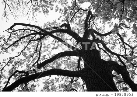 Gorgone 19858953