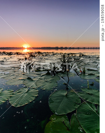 Water lilies Water lilies 19859008
