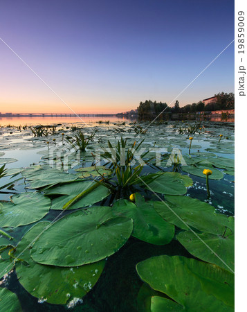 Water lilies Water lilies 19859009