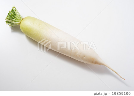 大根 19859100