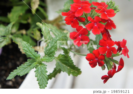 サンタンカ 19859121