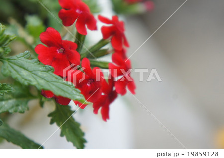 サンタンカ 19859128