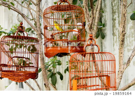 バード・ガーデン(中国-香港) 19859164