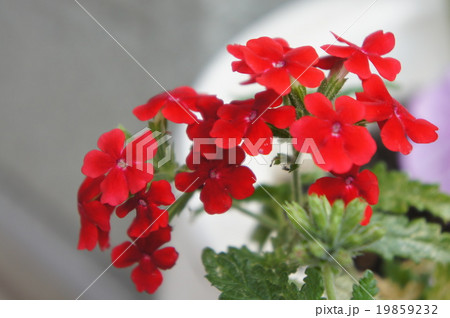 サンタンカ 19859232