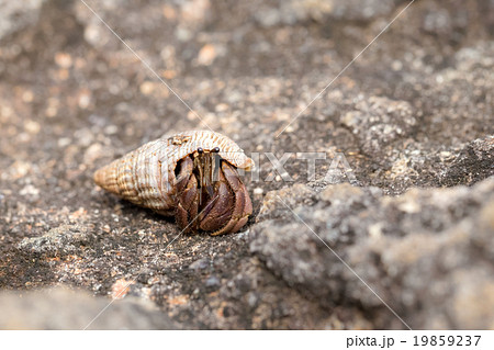 東南アジア　マレーシア　サバ州　Semporna　やどかり 19859237