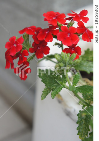 サンタンカ サンタンカ 19859303