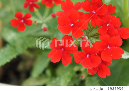 サンタンカ 19859344