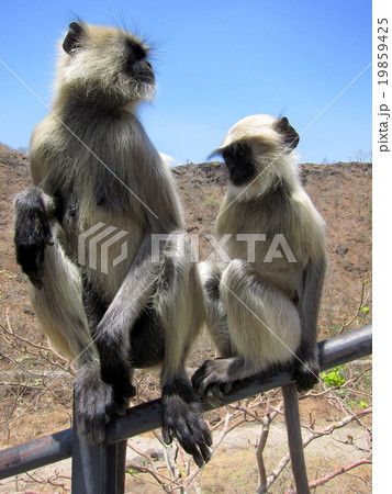 ヒンドゥー教の猿の神様ハヌマンの使い　ハヌマンラングール 19859425