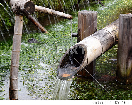 三島梅花藻と鹿威し 三島梅花藻と鹿威し 19859569