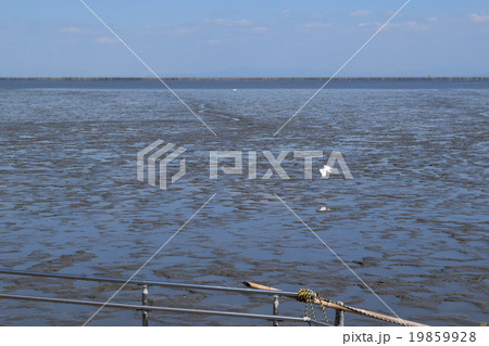 干潟とさぎ 19859928