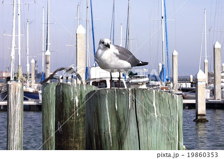 ヨットハーバーの桟橋に翼を休めるカモメ 19860353