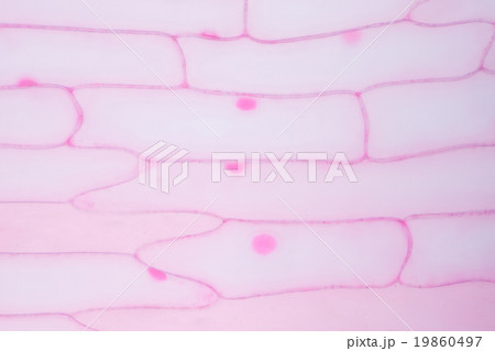 顕微鏡で見た玉ねぎ 顕微鏡で見た玉ねぎ 19860497