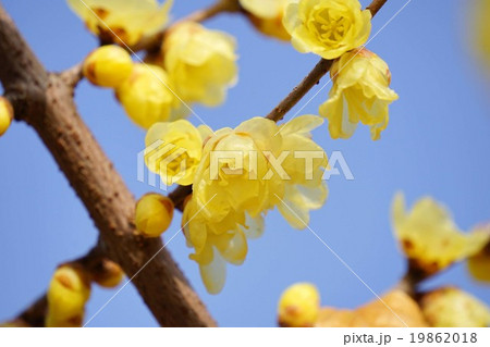 ロウバイの花 19862018