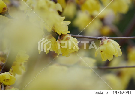 ロウバイの花 19862091