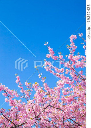 河津桜 桜 早咲きの桜 伊豆 静岡 さくら サクラ 画像素材 コピースペース 背景素材 文字入れ 河津桜 桜 早咲きの桜 伊豆 静岡 さくら サクラ 画像素材 コピースペース 背景素材 文字入れ 19862428