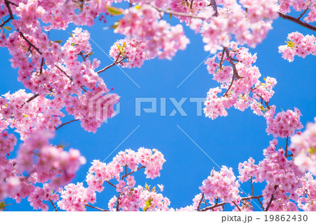 河津桜　桜　早咲きの桜　伊豆　静岡　さくら　サクラ　画像素材　コピースペース　背景素材　文字入れ 19862430