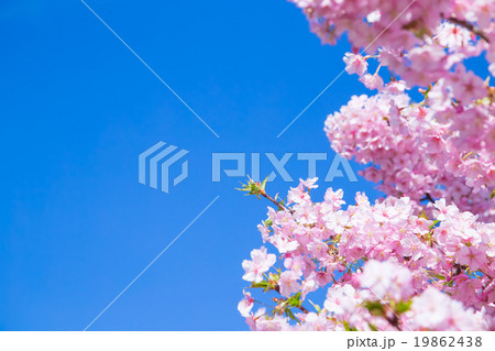 河津桜　桜　早咲きの桜　伊豆　静岡　さくら　サクラ　画像素材　コピースペース　背景素材　文字入れ 19862438