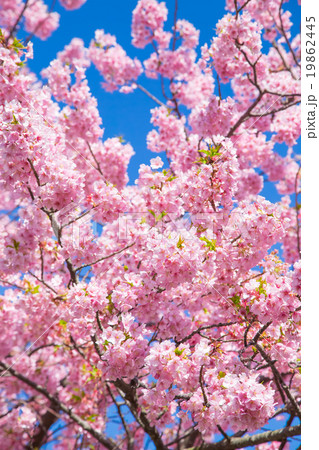 河津桜　桜　早咲きの桜　伊豆　静岡　さくら　サクラ　画像素材　コピースペース　背景素材　文字入れ 19862445