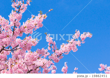 河津桜　桜　早咲きの桜　伊豆　静岡　さくら　サクラ　画像素材　コピースペース　背景素材　文字入れ 19862451