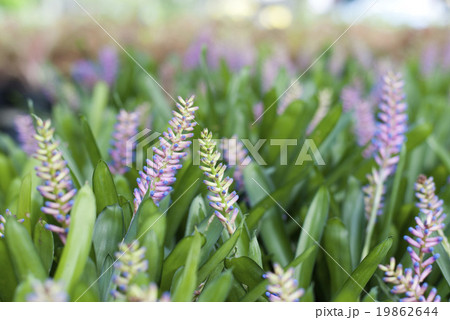Bromeliad, Aechmea Gamosepala 19862644