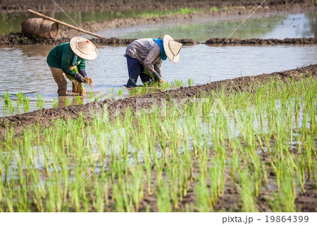 worker plant rice worker plant rice 19864399