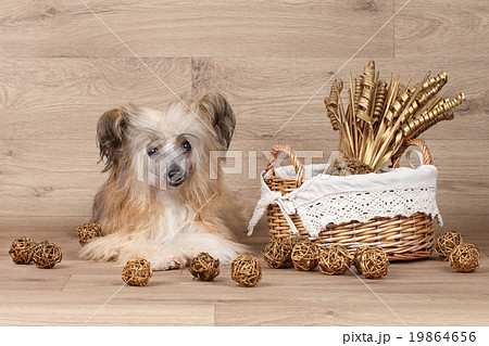 Chinese crested dog Chinese crested dog 19864656