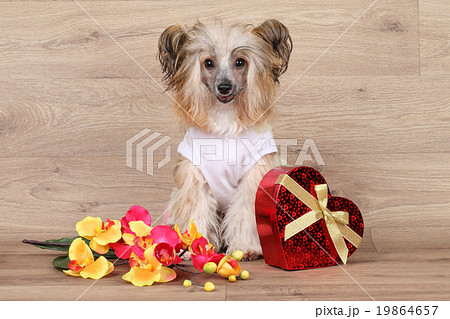 Chinese crested dog 19864657