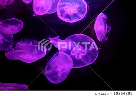 Group of light purple jellyfish Group of light purple jellyfish 19864899