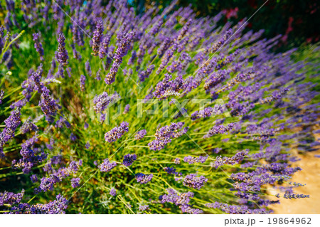 Lavender Flowers in Provence, France. Summer 19864962