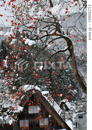 冬の白川郷 19866253