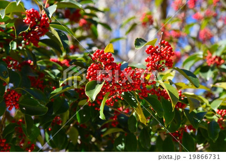 サンゴジュの実 19866731