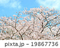 桜 19867736