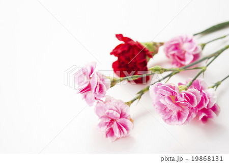 カーネーション 19868131