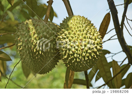 木に実るドリアン果実の写真素材