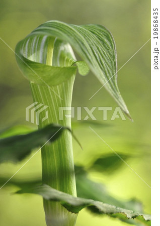 ホソバテンナンショウ ホソバテンナンショウ 19868435