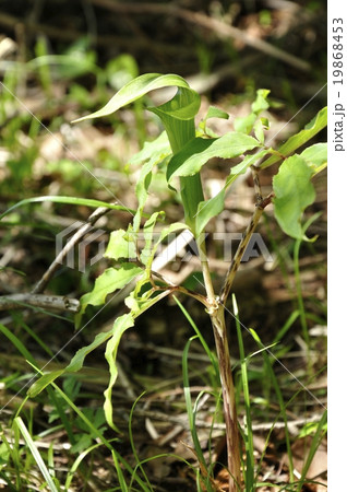 ホソバテンナンショウ 19868453