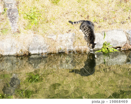 池の水を飲む猫 池の水を飲む猫 19868469