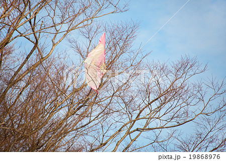 木に引っかかった凧の写真素材